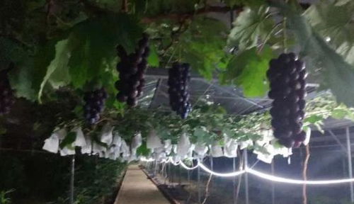 集中开园 白云区13个农业公园游玩攻略,戳进来