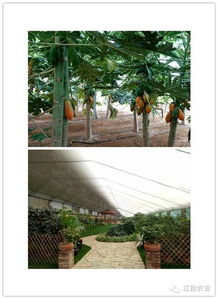 绿色纯天然老少皆宜的大樱桃,开始采摘了