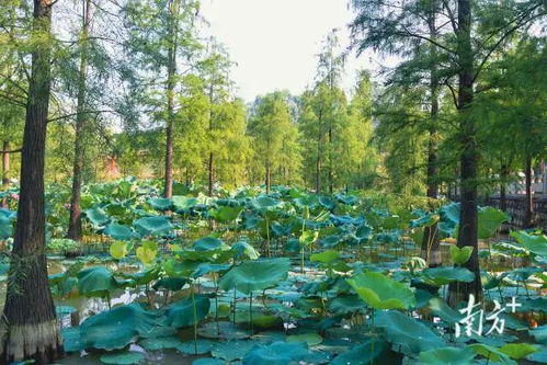 走 周末一起赏荷去