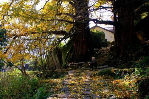 重磅 文旅部推出300条全国乡村旅游精品线路之江西篇 建议收藏