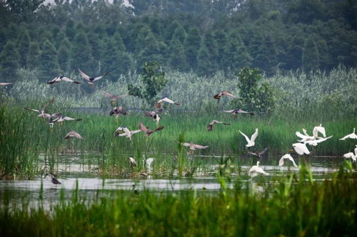 五一休闲游 湿地 田园 美食 3条康养精品线路送上