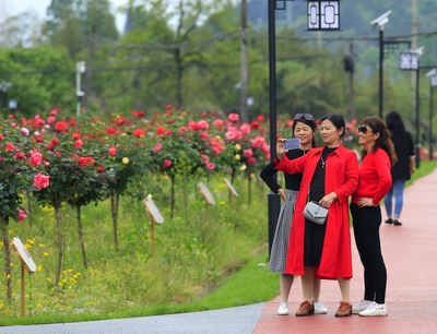 黄山祁门县: “十里茶乡”花开正艳