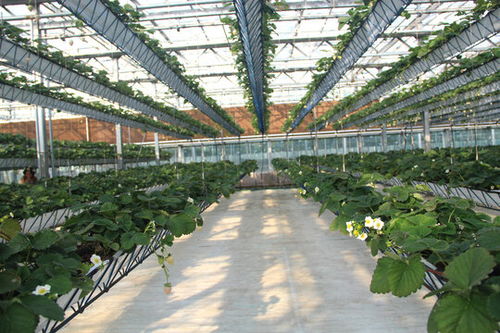 食材长粒米,五谷杂粮,食品餐饮,摄影素材,汇图网