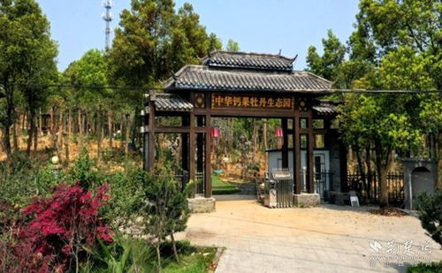 生态振兴 湖光山色 中华钙果牡丹生态园