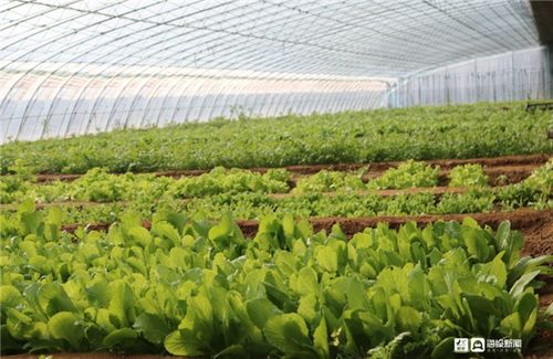 中秋回家 带上这些福山农产品倍儿有面