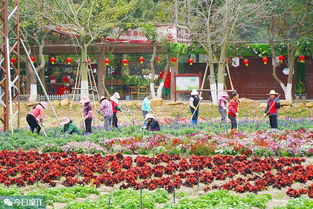 确保群众祥和欢乐年 区领导赴九龙潭生态园开展安全与环境检查