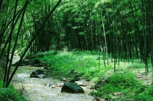 寻梅记 陆河第五届梅花节，尽享竹林与九龙潭生态园超值一日游