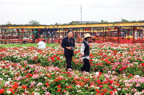 春满岭南 花漾盈香——佛山盈香生态园百花盛会暨九龙潭生态园系列活动盛大启幕