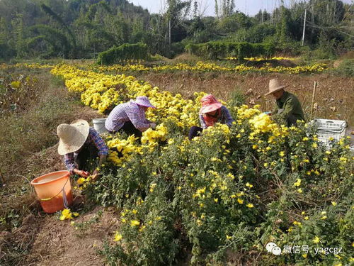五色茶花绽放贡川 桃源春韵 生态园