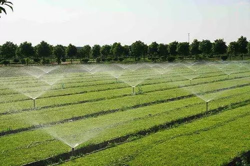 发展有机农业是食品安全和营养改善的根本保障
